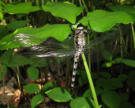 Dragonfly Petaltails Pictures | Photos of Petaltail Dragonflies ...