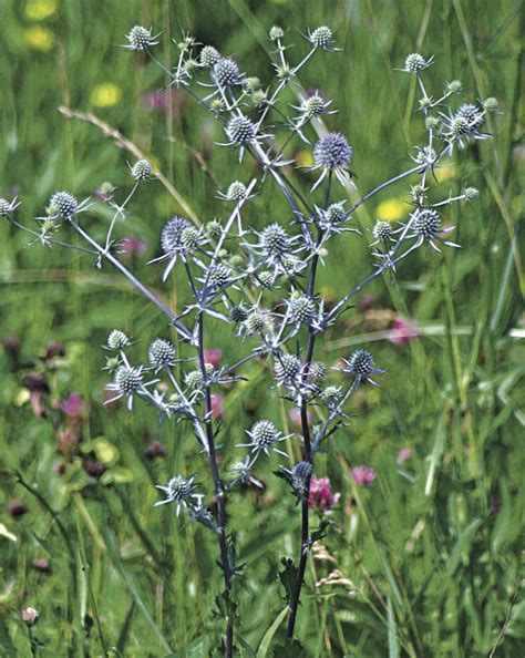 СИНЕГОЛОВНИК • Большая российская энциклопедия - электронная версия