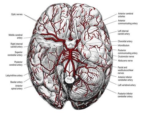 Cerebral Arteries Anatomy