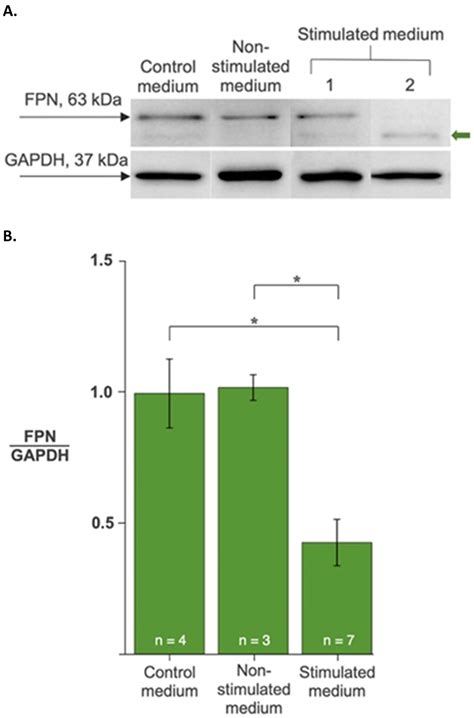 Ijms Free Full Text Monocyte Mri Relaxation Rates Are Regulated By