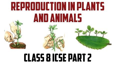 Reproduction In Plants Class 7 Diagram