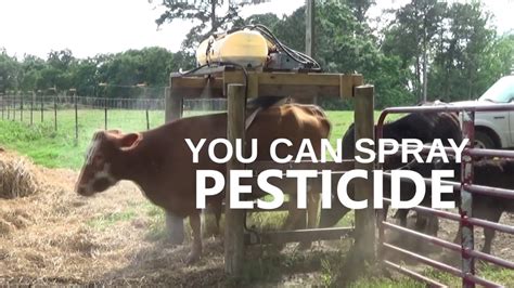 Automatic Fly Control And Wormer Application On Cattle YouTube