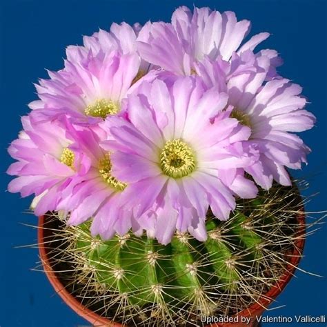 Acanthocalycium - Alchetron, The Free Social Encyclopedia