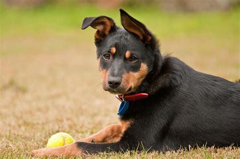 Meet the Australian Kelpie!