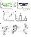 Jci Maresin Activates Lgr Receptor Promoting Phagocyte