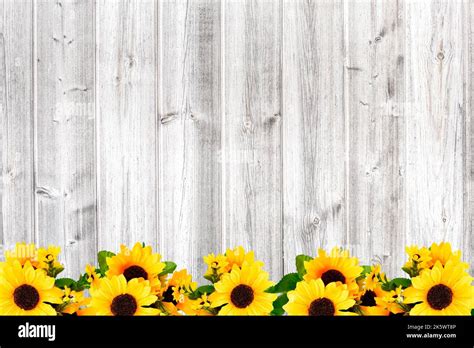 Wooden textured background with sunflower border Stock Photo - Alamy