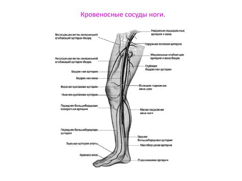 Вены Ног Схема Картинки – Telegraph