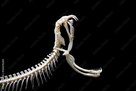 Snake skeleton on black isolated background Stock Photo | Adobe Stock