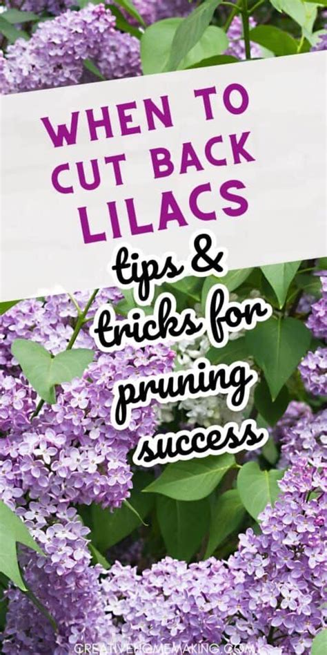 When To Cut Back Lilacs Tips And Tricks For Pruning Success In 2024