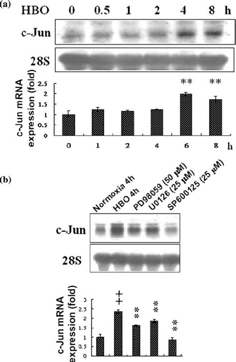 The c-Jun mRNA expression in HUVECs treated with HBO, and the c-Jun ...