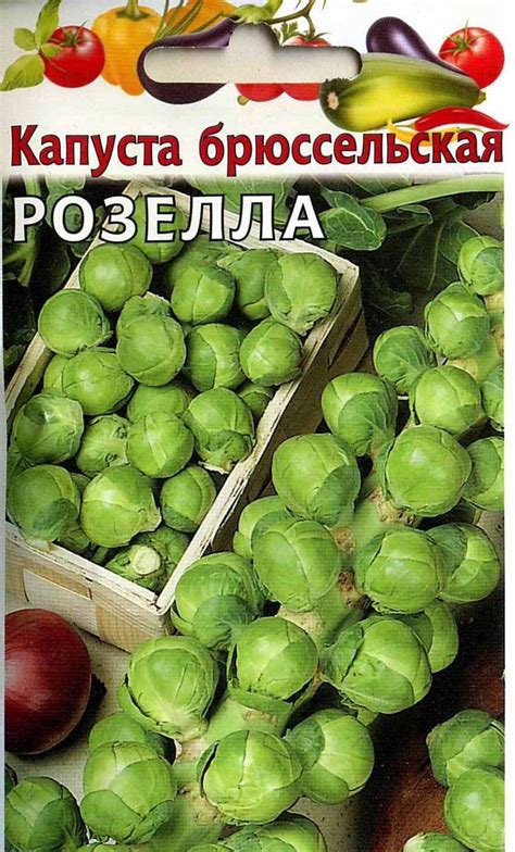 Как растет брюссельская капуста: выращивание и уход в открытом грунте
