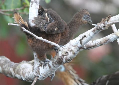 102 best Hoatzin images on Pinterest | Bird, Birds and Birdwatching