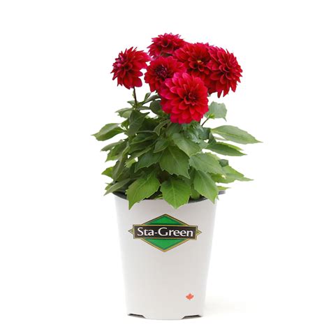 Fernlea Flowers Dahlia 1 Gallon Container Assorted Colour 124538 Réno Dépôt