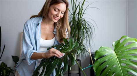 Plantas Trepadoras Que Son Ideales Para Decorar El Hogar Y Pocos