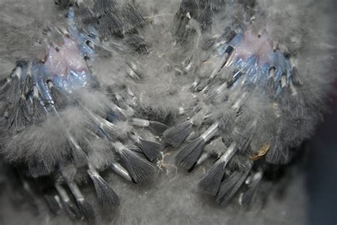 Yolandé Pienaar: African Grey Parrot Babies Develop Feathers