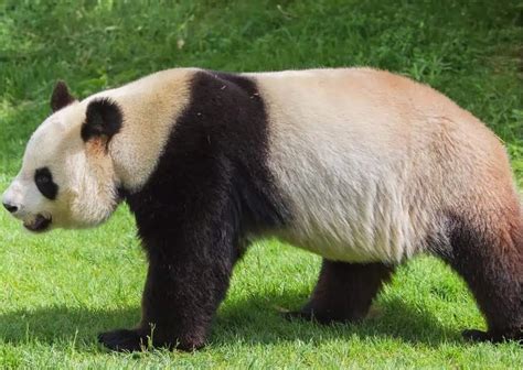 Giant Panda Behavior - AnimalBehaviorCorner