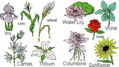 Identifying Monocots and Dicots in the Field