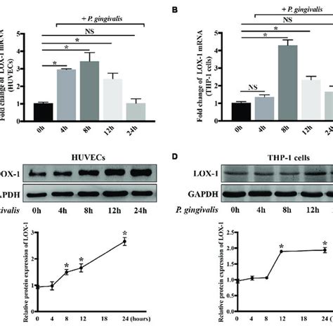 Porphyromonas Gingivalis Increases Lox 1 Expression In Both Huvecs