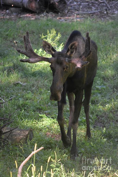 Sweet Young Moose with Antlers in Maine Photograph by DejaVu Designs ...