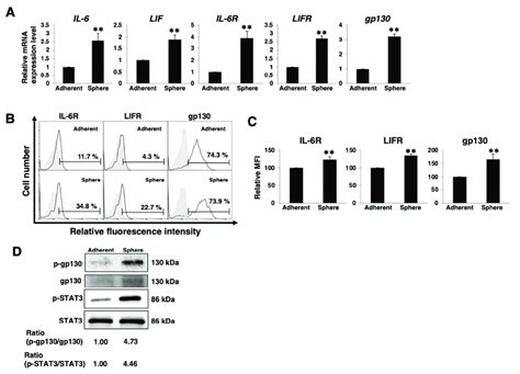 Active Gp130stat3 Pathway In Panc 1 Sphere Cells A Real Time Qpcr