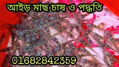 আইড় মাছের চাষ ও পদ্ধতি আইর মাছ চাষ করুন আইড় পোনা জীবিত খাবারে