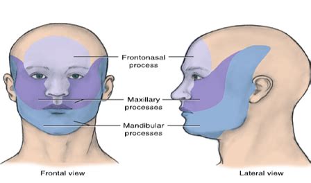 DHY 110 Week 2 Face And Neck Development Flashcards Quizlet