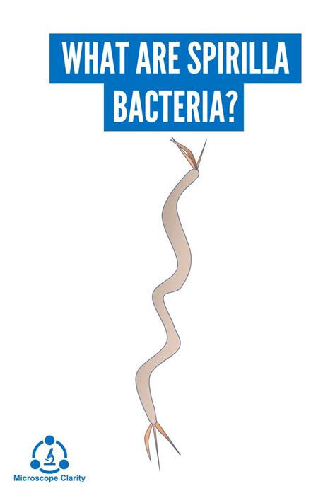 What Are Spirilla Bacteria Bacteria Microbiology Learning