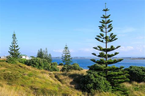 Norfolk Island Pine Tree Care Guide