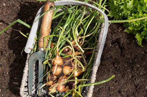 How To Grow Shallots The Complete Guide Almanac