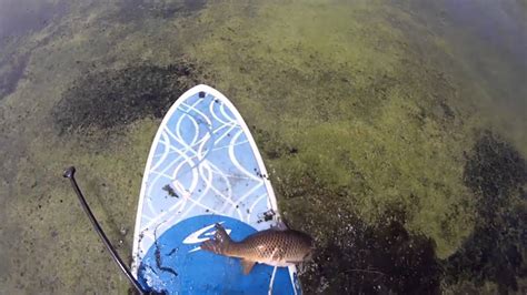 Paddleboard Bowfishing Quick And Dirty Youtube