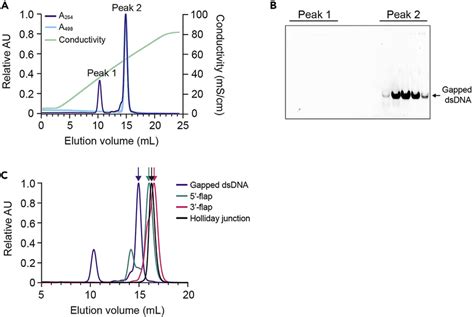 Purification Of Fluorescently Labeled Dna Substrates By Anion Exchange