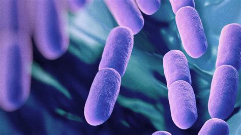 Probiotic shows promise for auto-immune disorders | Victoria University 