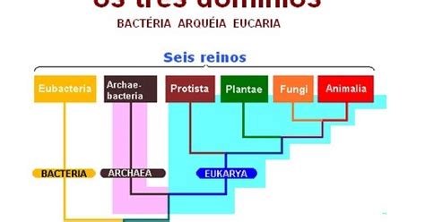 Diagrama De Venn Para Dominios De Bacteria Archaea Y Eukarya