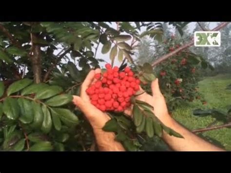 СЪЕДОБНЫЕ СОРТА РЯБИНЫ ЛУЧШИЕ СОВЕТЫ - YouTube
