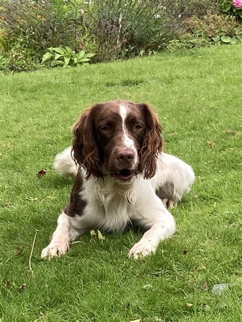 Jasper | English Springer Spaniel Rescue - North West England