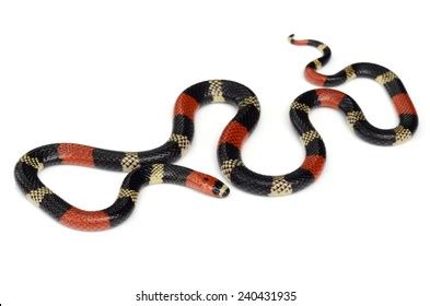 650 Serpiente coralillo Images, Stock Photos & Vectors | Shutterstock