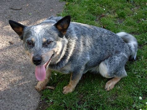 blue red queensland heeler dog  puppies  dogs world