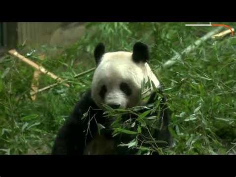 Japan Sends Giant Panda Xiang Xiang Home To China EXCELSIO News