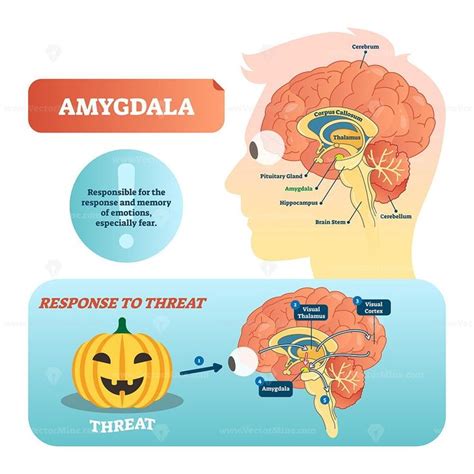 Synapse Vector Illustration VectorMine Emotions Amygdala Hijack