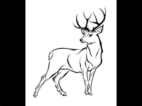 Full Body Deer Pencil Drawing - bestpencildrawing