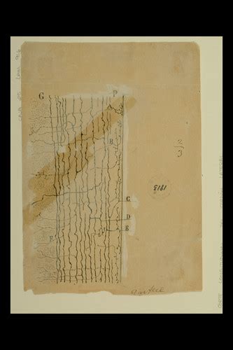 Simurg Vista Dibujo científico de Santiago Ramón y Cajal corte