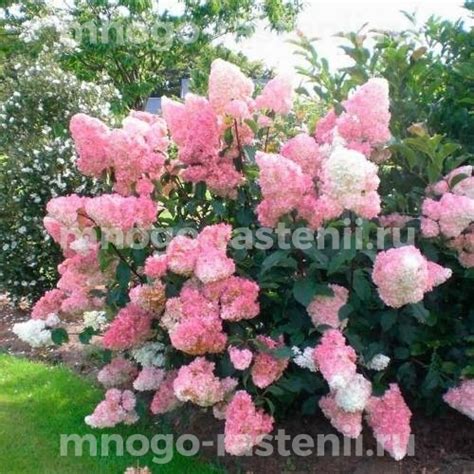 Саженцы Гортензия метельчатая Ванилла Фрейз купить по цене 3450 руб. в ...