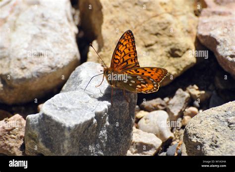 Dark green fritillary Argynnis aglaja Großer Perlmuttfalter Stock