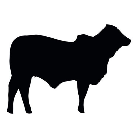 Brahman-Heifer-Silhouette | Unique Images Fair Banners