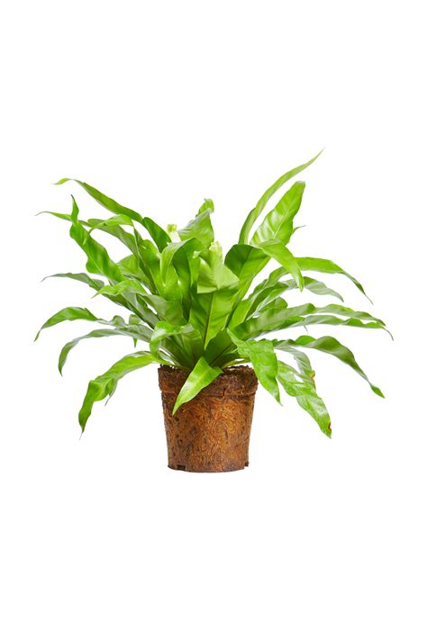 Asplenium Nidus Bird S Nest Fern Elho Give Room To Nature