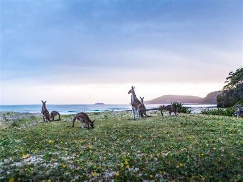 Pebbly Beach | Australia travel, Winter travel, Beach