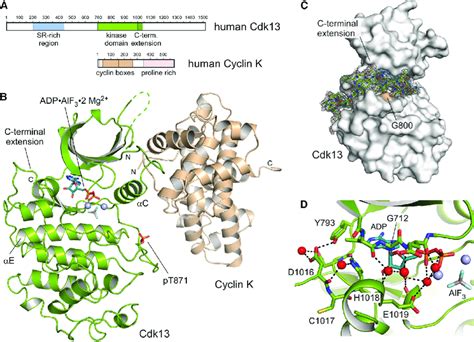 Structure of the Human Cdk13/CycK Complex (A) Domain architectures of ... 