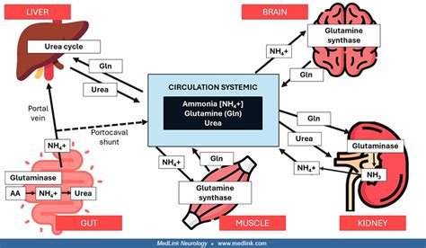 Pathophysiology Of Hepatic Encephalopathy Medlink Neurology