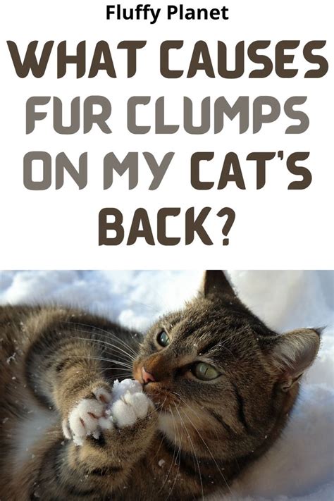 What Causes Fur Clumps On My Cats Back Cats Matted Cat Fur Cat Fur