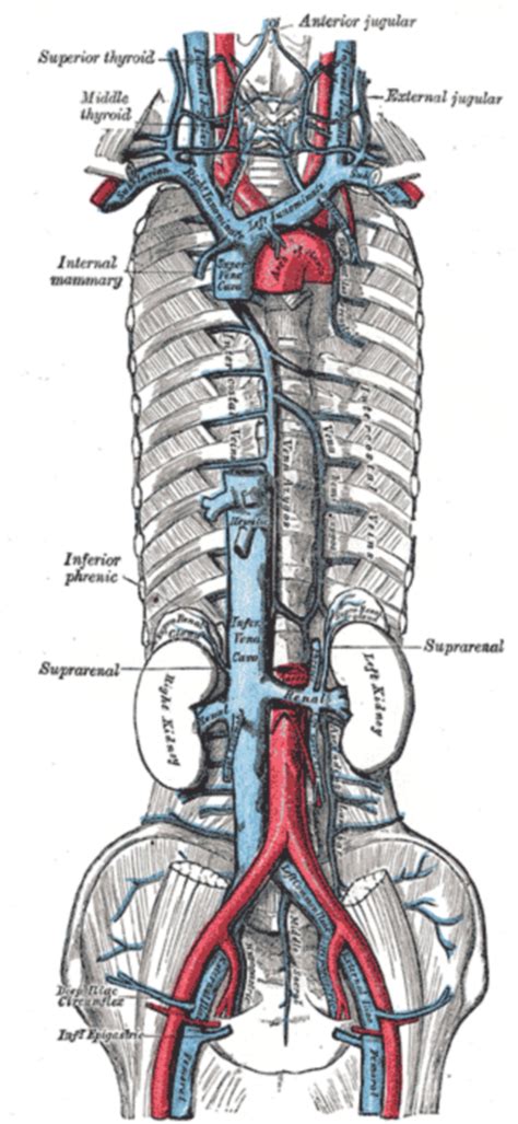 Aorta E Veia Cava Inferior Librain